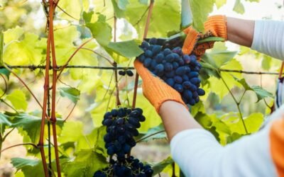 Blog 1 La traducción para el sector vitivinícola y de licores